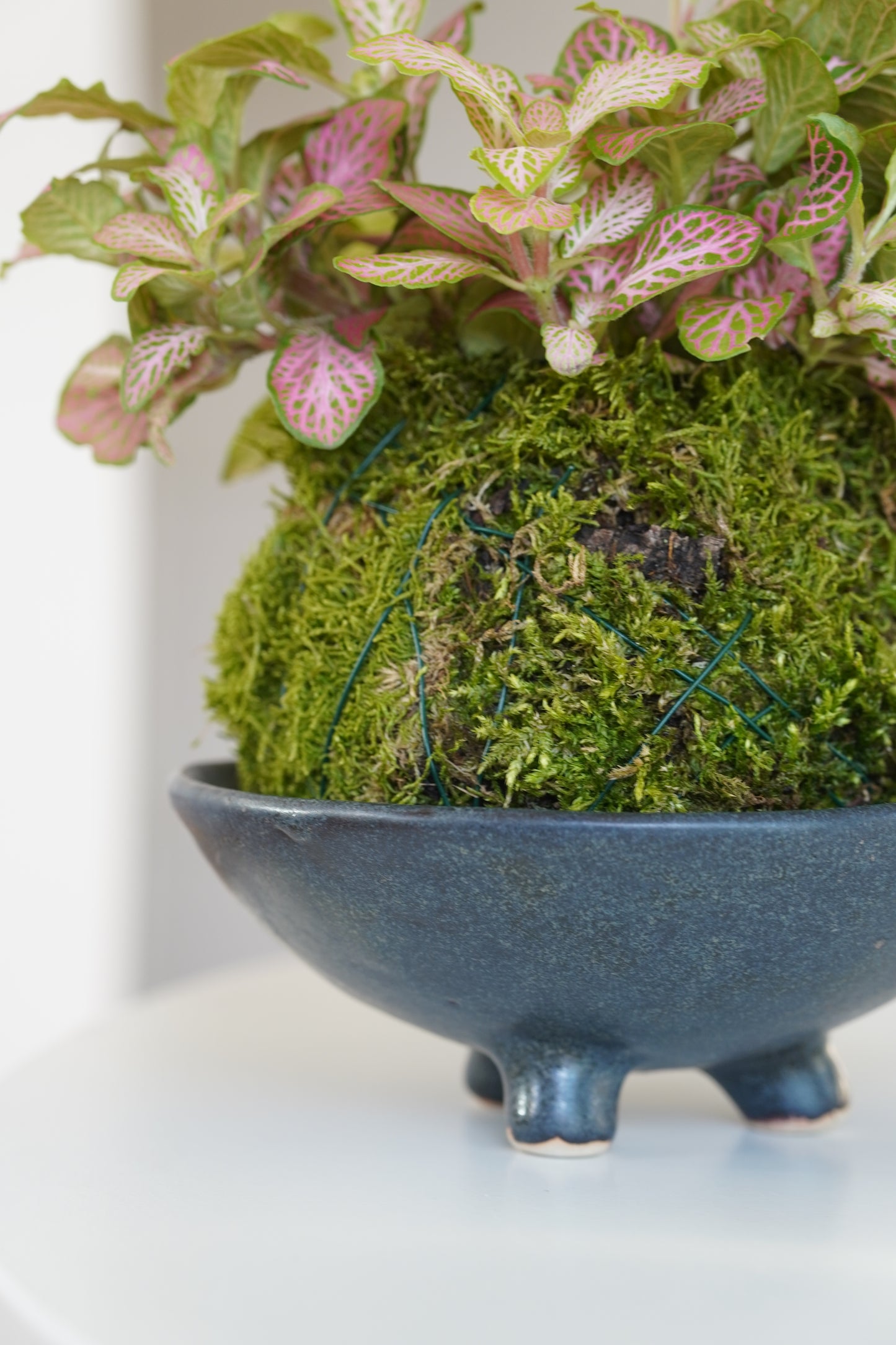 kokedama 苔玉 - gwiezdna czerń