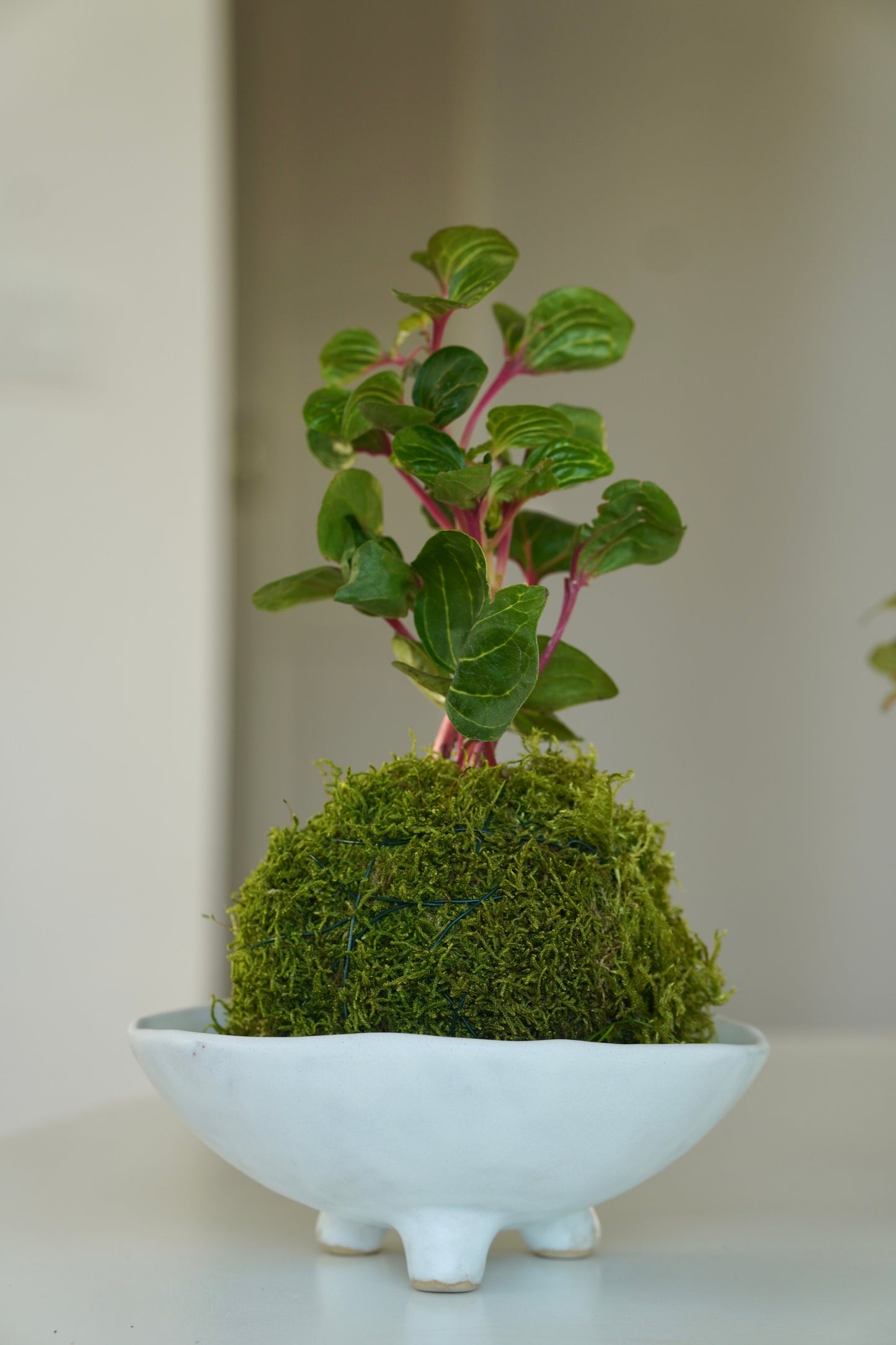 kokedama 苔玉 - matowa biel