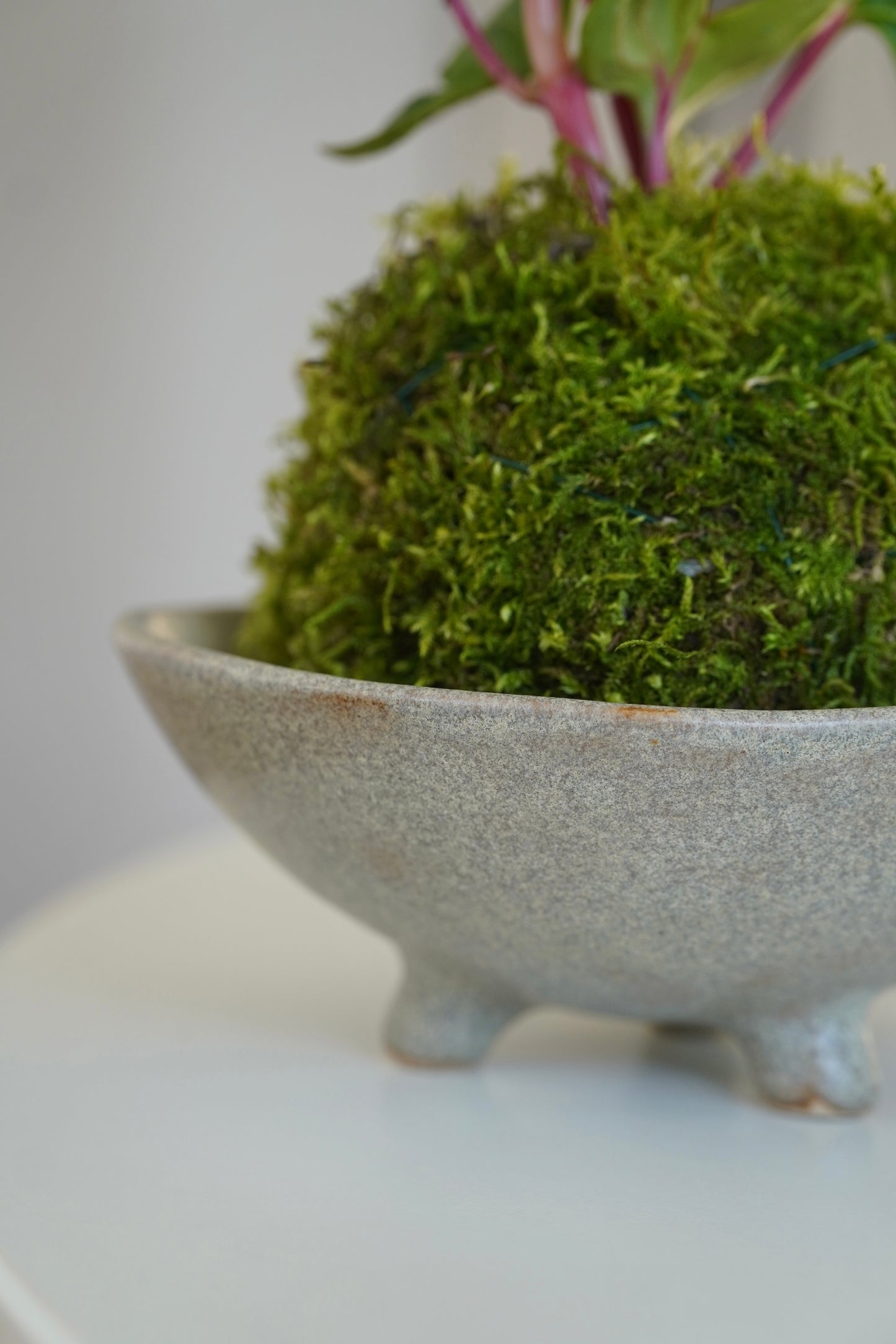 kokedama 苔玉 -  kamienny szary