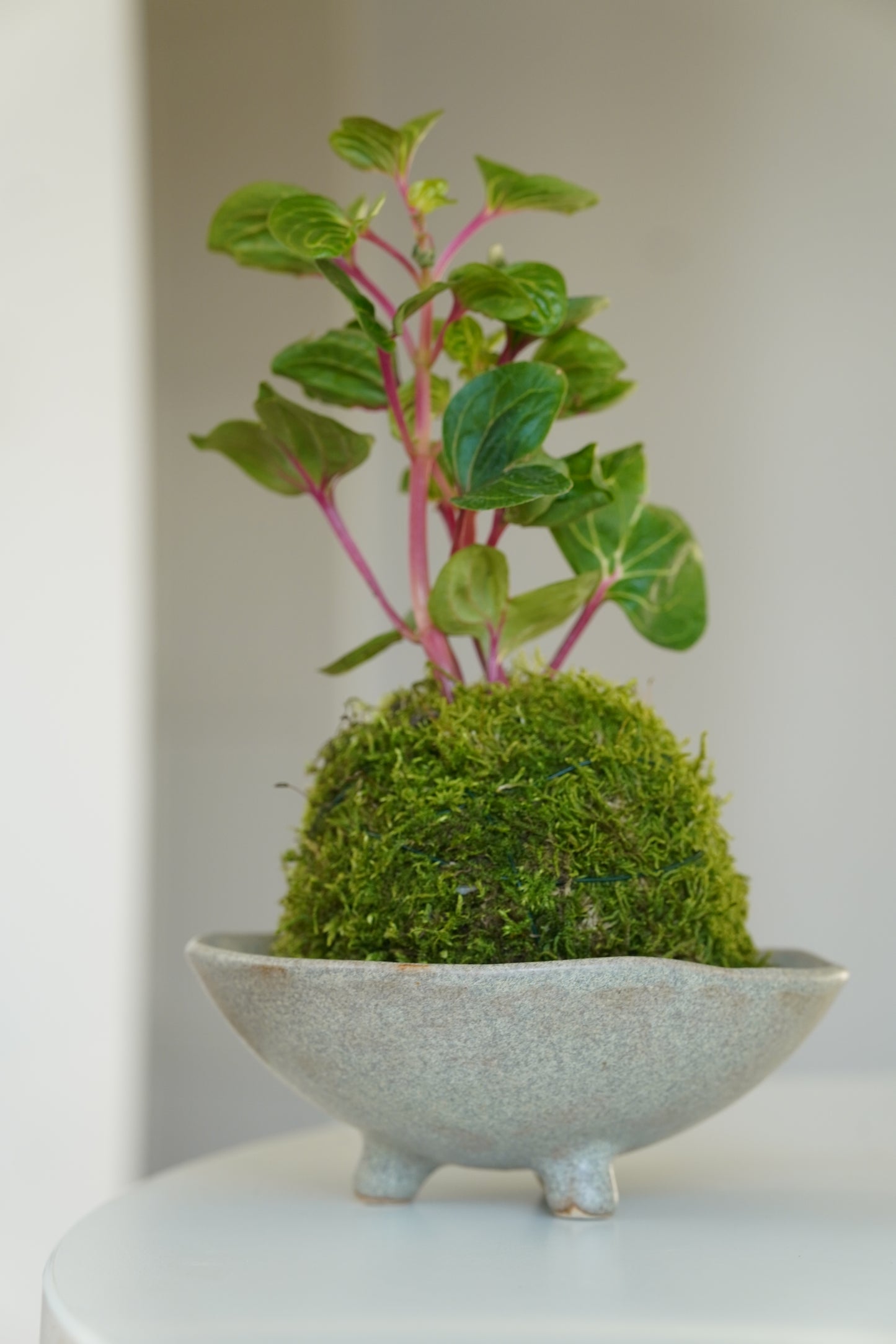 kokedama 苔玉 -  kamienny szary