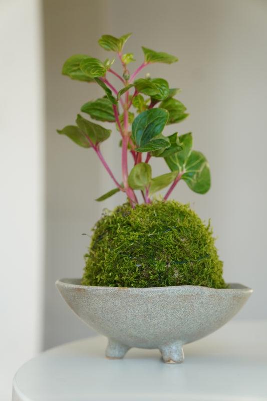 kokedama 苔玉 -  kamienny szary