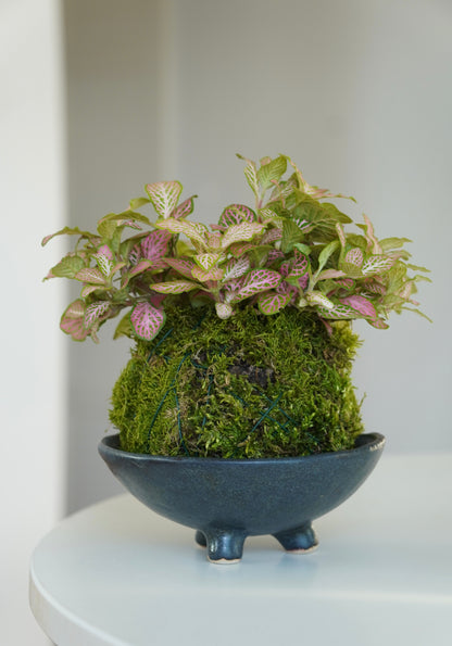kokedama 苔玉 -  gwiezdna czerń