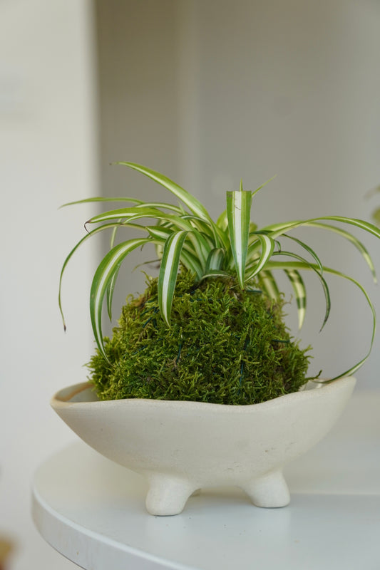 kokedama 苔玉 -  surowa glina