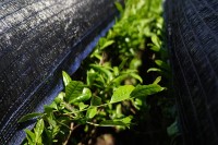 DSC08148.JPG