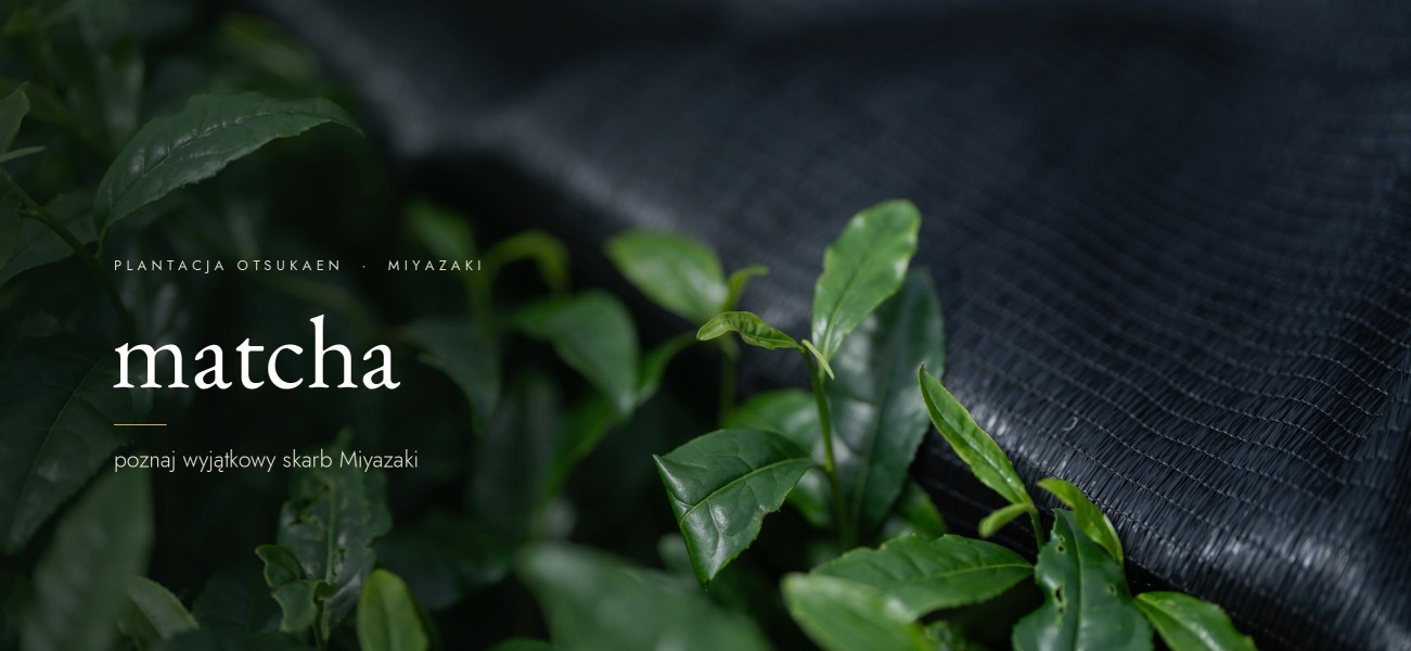 Liście herbaty pod siatką cieniującą na plantacji Otsukaen w Miyazaki – matcha Meico Studio