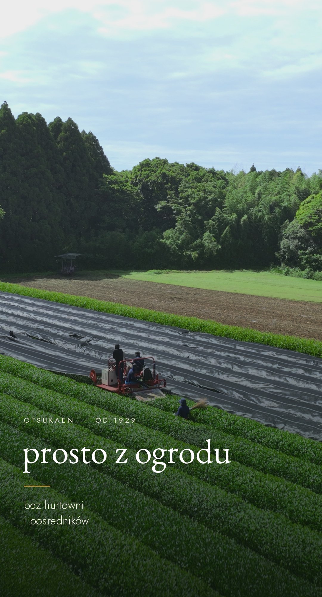Rzędy krzewów herbacianych na plantacji Otsukaen w Miyazaki