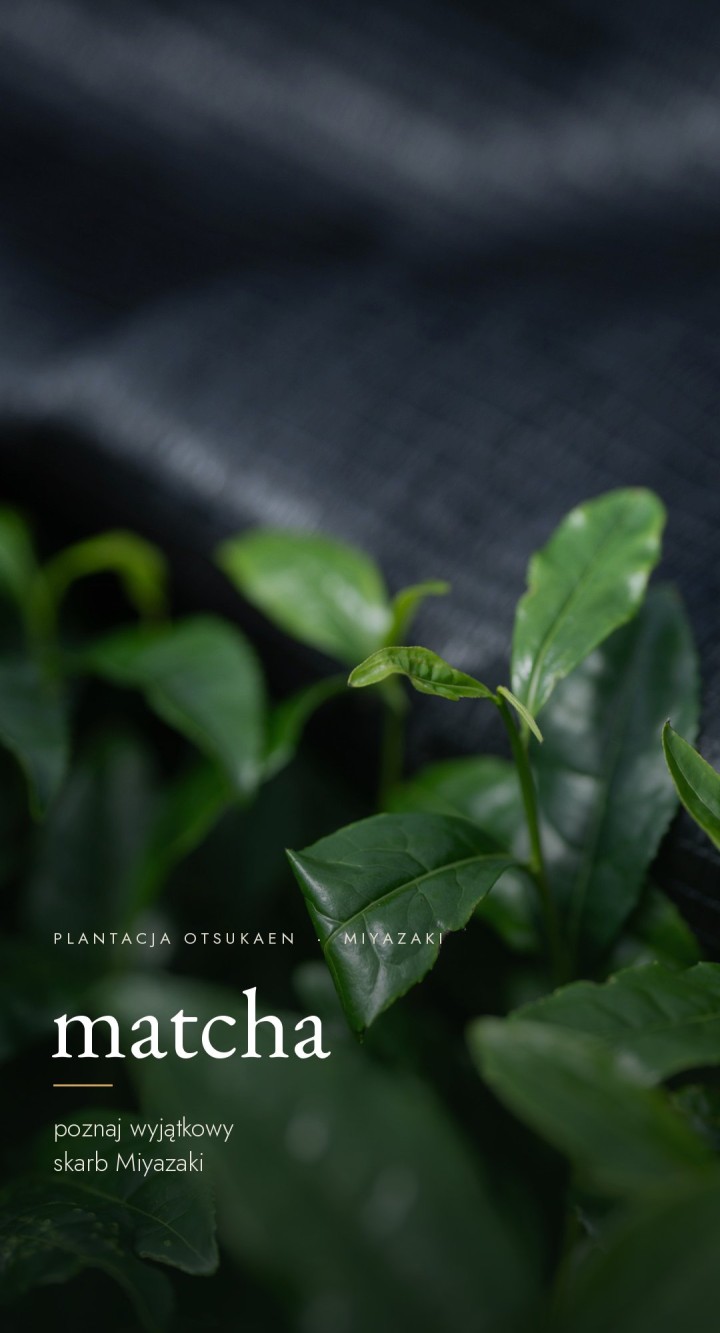 Matcha Miyazaki – liście herbaty na plantacji Otsukaen, Meico Studio